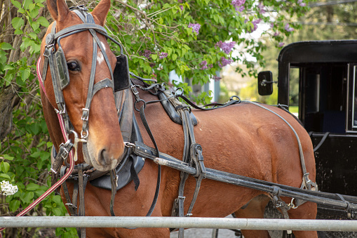 Amish horse and carriage