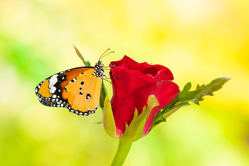 A butterfly on a red rose , On a green background