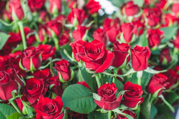 istock Grand Prix dark red rose bush 1222023414