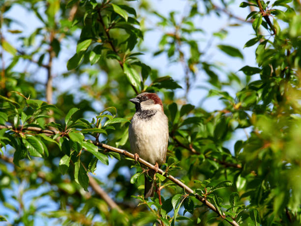 istock House Sparrow in the tree 1222024126