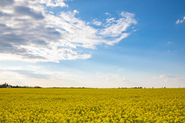 istock Rapeseed field with blue sky and clouds in summer 1222024964