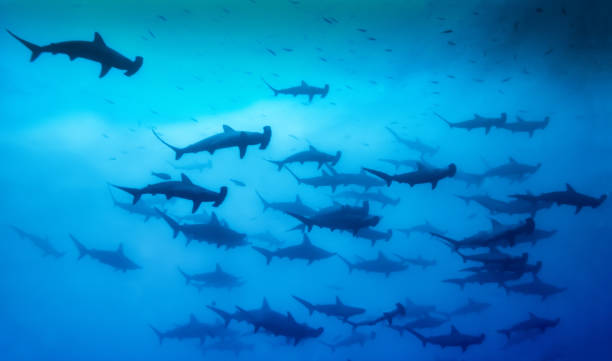 istock Schooling Hammerhead Sharks - Malpelo Island 1222025280