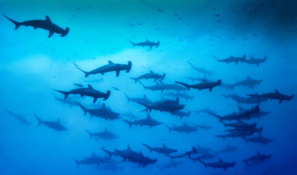 Schooling Hammerhead Sharks - Malpelo Island stock photo