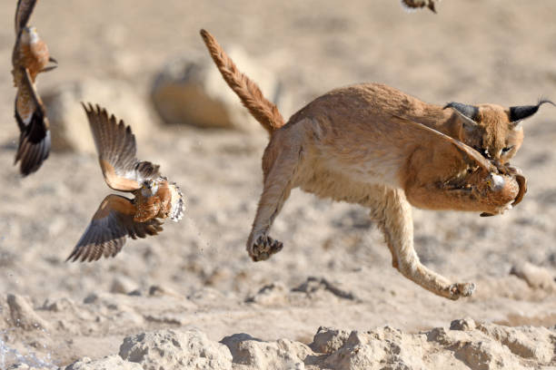Caracal and Sandgrouse A Caracal snatching a sandgrouse out of the air. caracal photos stock pictures, royalty-free photos & images