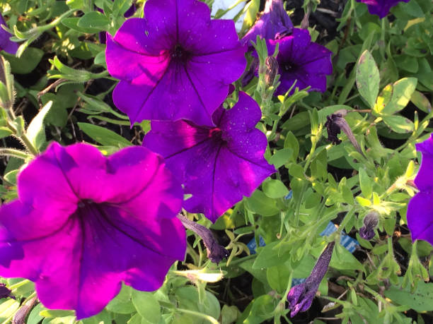 istock Colorful flowers with green 1222026134