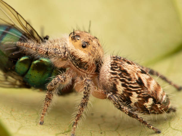 istock Salticidae jumping spider eating fly 1222026666