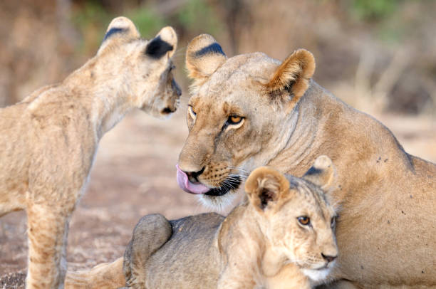 istock Mother and Cubs 1222027004