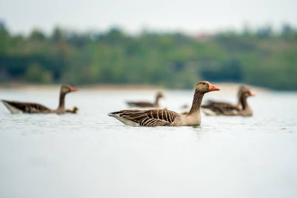 istock Wild geese family 1222028335