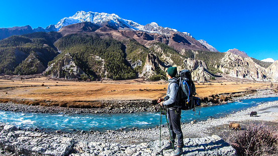 A man with big hiking backpack on the way to Manang, Annapurna Circuit Trek, Himalayas, Nepal. He is admiring the view. Some yaks are gazing on the meadow and crossing the river. Freedom and happiness