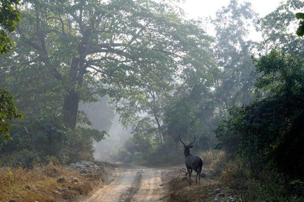 istock Sambar Deer in the Road 1222029386