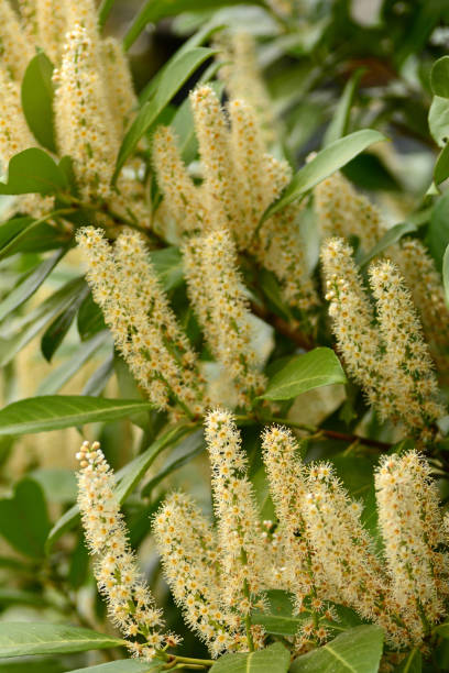 istock Prunus laurocerasus 1222029441