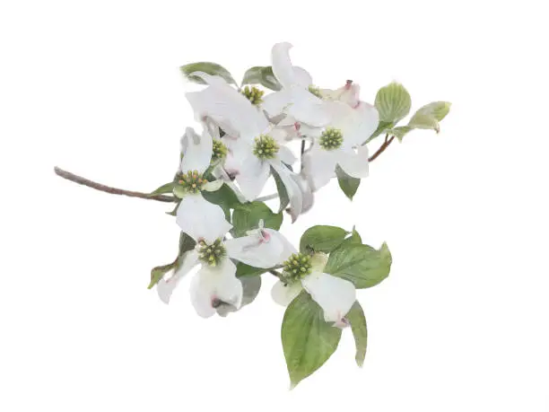 Vector illustration of White flowering dogwood on branch watercolor illustration effect