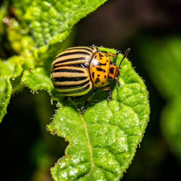 istock Colorado beetle. insect close-up. pests 1222029618