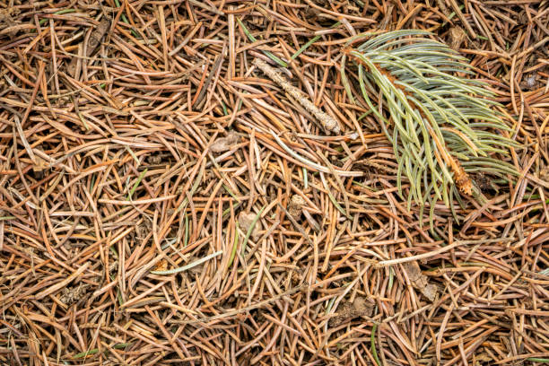 closeup background and texture of forest floor under spruce tree