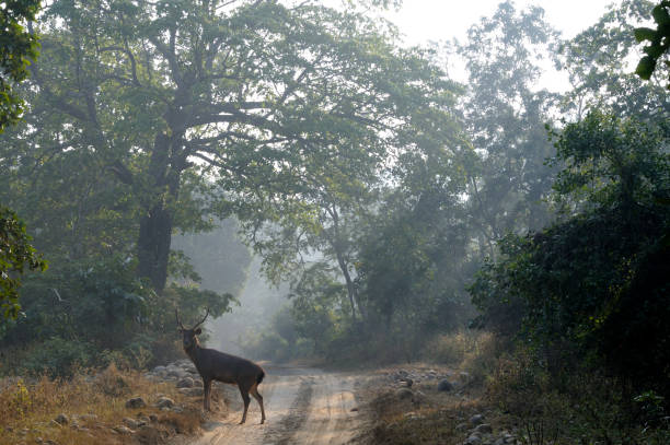 istock Sambar Deer in the Road 1222030779
