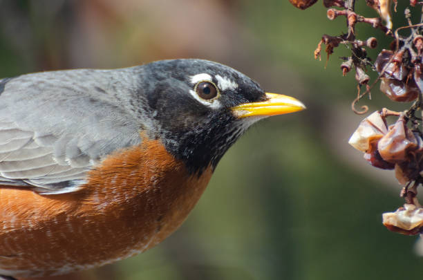 istock American Robin in the backyard in the springtime in Winnipeg, Manitoba 1222030927