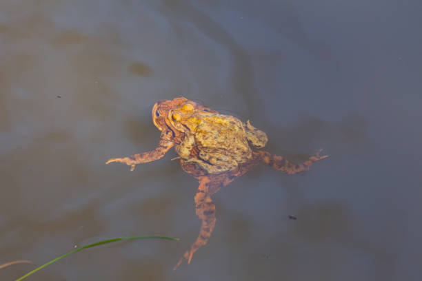 istock Mating toads swimming in the water, Bufonidae or bufonem emittunt 1222030928