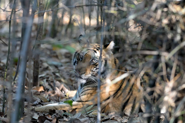 istock Tiger in the Woods 1222031582