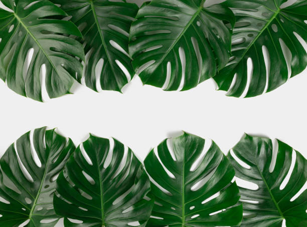 istock Tropical monstera border frame on white background isolated 1222031624