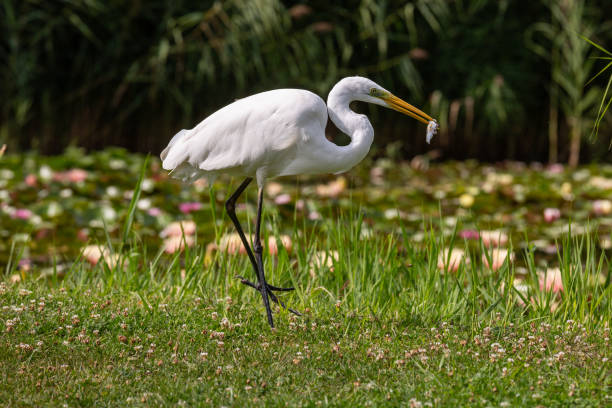 istock Great Egret (Ardea alba) looks for food 1222032658
