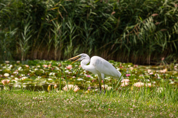 istock Great Egret (Ardea alba) looks for food 1222032760