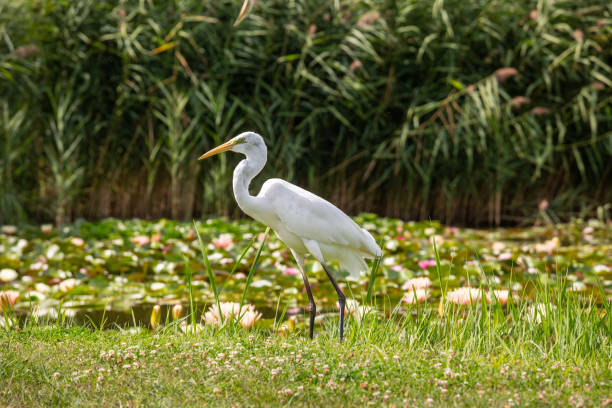 istock Great Egret (Ardea alba) looks for food 1222032894