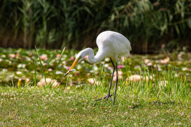 istock Great Egret (Ardea alba) looks for food 1222032916