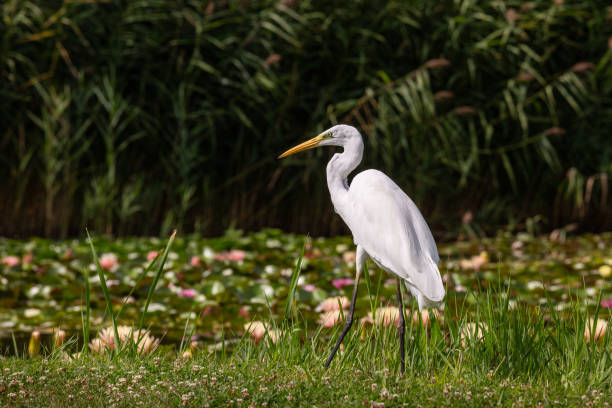 istock Great Egret (Ardea alba) looks for food 1222033044