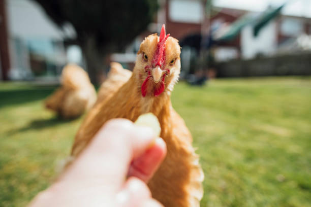 Hand Feeding a Hen Pet buff orpington hen being hand fed by an unrecognisable person. vibrant color birds wild animals animals and pets stock pictures, royalty-free photos & images