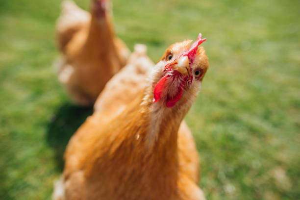 버프 오핑턴 헨 - chicken bird close up domestic animals 뉴스 사진 이미지