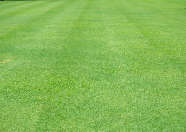 istock Nature green grass in the garden, Lawn pattern texture background 1222035001