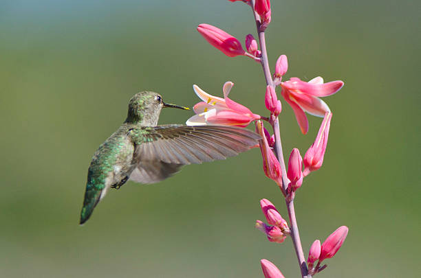 istock Allen's Hummingbird, Wings Extended, Red Yucca 122203566