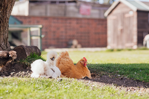 Group of domestic buff orpington hens and silkies relaxing in a garden.