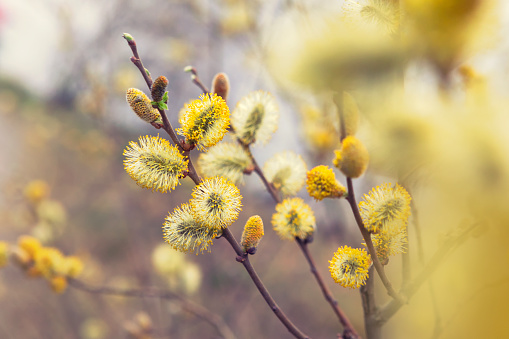Catkins on a willow tree in a spring forest.