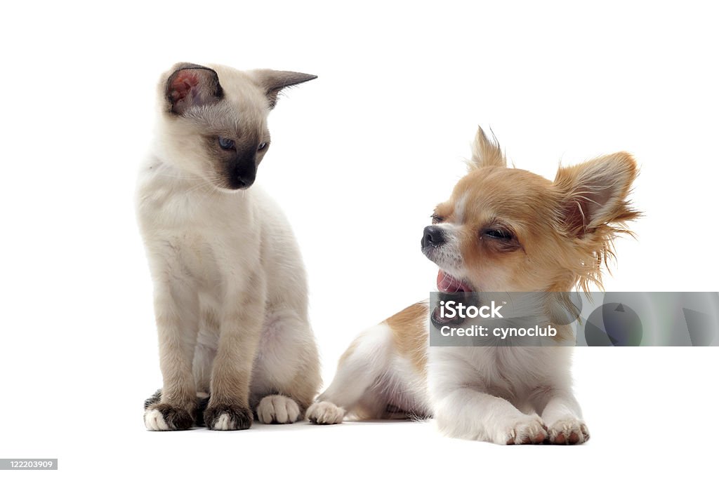 Щенок чихуахуа и Сиамская kitten - Стоковые фото Белый роялти-фри