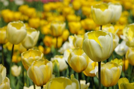 A close-up photo of just yellow tulips in a garden.
