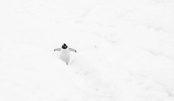 istock gentoo penguins in antarctic peninsula 1222040706