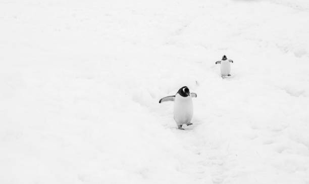 istock gentoo penguins in antarctic peninsula 1222040709