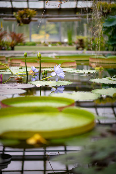 istock Marshy plant.  Swamp.  Water plants. 1222042068