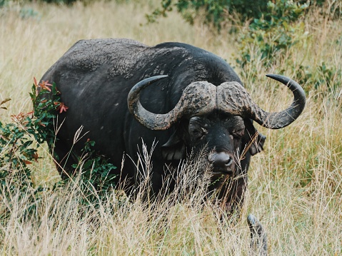 A large male water buffalo stands in the grass in Sabi Sands game reserve South Africa, 03/07/2020