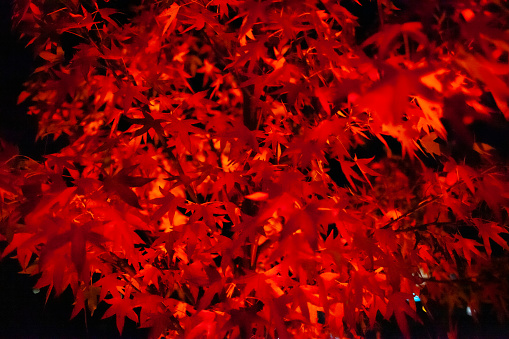 Background of illuminated red-colored leaves photographed at night