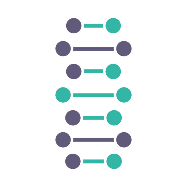 illustrations, cliparts, dessins animés et icônes de l’adn en spirale en spirale enseçonne l’icône de couleur violette et turquoise. points connectés, lignes. hélice acide nucléique désoxyriboucléique. des brins en spirale. chromosome. biologie moléculaire. code génétique. génétique. illustra - deoxyribonucleic
