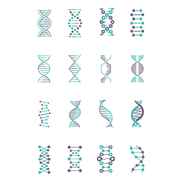 illustrations, cliparts, dessins animés et icônes de l’ensemble d’icônes de couleur d’hélice d’adn et turquoise. structure d’acide nucléique désoxyriboucléique. brin en spirale. chromosome. biologie moléculaire. code génétique. génome. génétique. illustrations vectorielles isolées - deoxyribonucleic