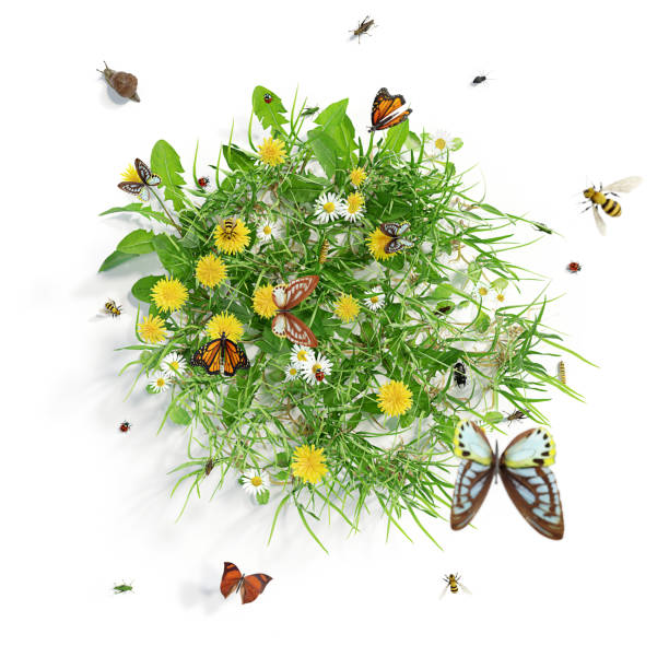 Photo of Summer meadow with flowers and various insects, isolated on white background. 3D rendering.