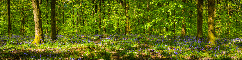 Beautiful bluebells flowers forest near Guildford Surrey England Europe
