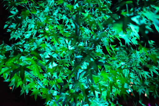 Background of illuminated turquoise-colored leaves photographed at night