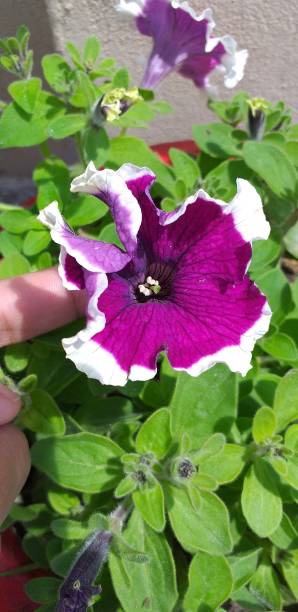 istock Beautiful petunias flower in spring 1222047295