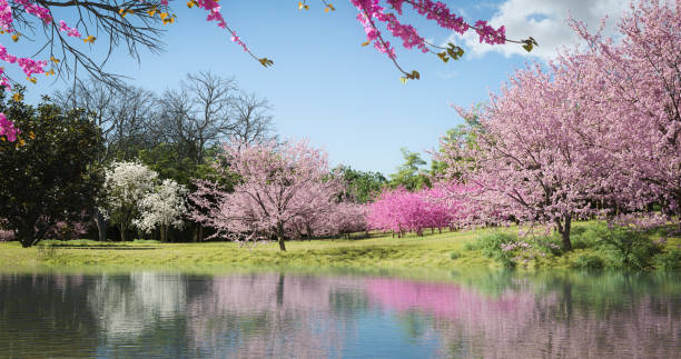 идиллический весенний пейзаж - spring magnolia flower sky стоковые фото и изображения