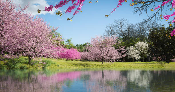 paisaje idílico de primavera - magnolia blossom fotografías e imágenes de stock