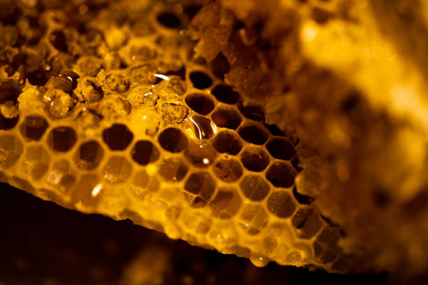 istock Close-up Honeycomb Beehive Nectar Bee Golden yellow 1222047717